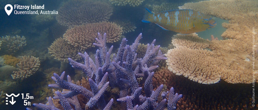 Coral and parrotfish at Nudey Beach, Fitzroy Island