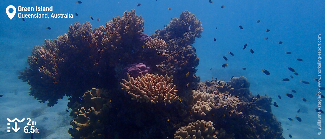 Coral bommies in Green Island