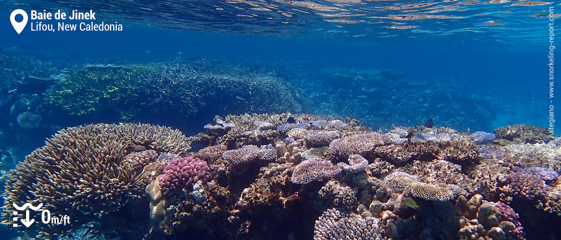 Coral reef at Jinek Bay