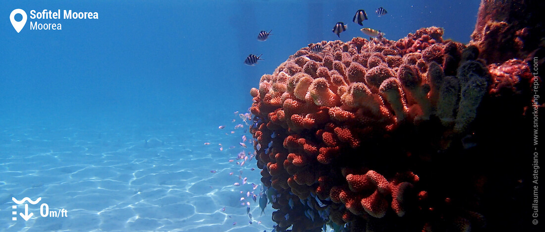 Coral cuttings on Sofitel Moorea bungalows pilotis