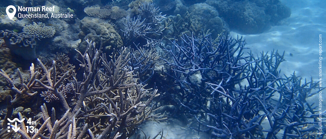 Coraux branchus bleus à Norman Reef