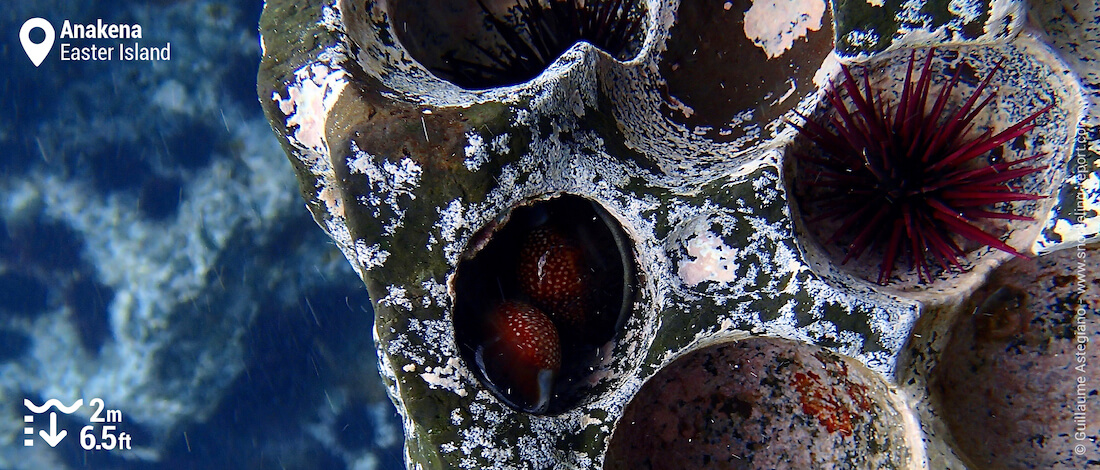 Cowries and sea urchins at Anakena Beach