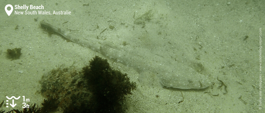 Poisson-crocodile à Shelly Beach