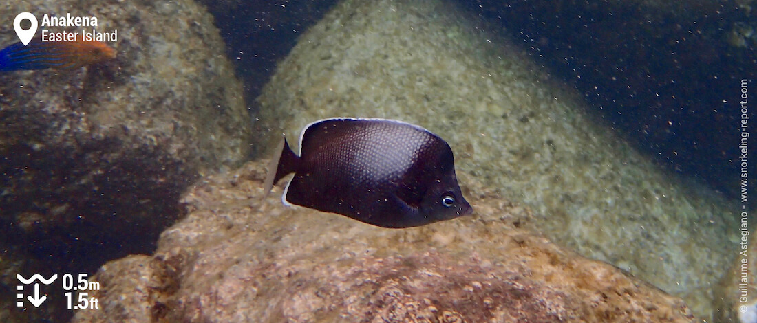 Easter Island butterflyfish at Anakena Beach