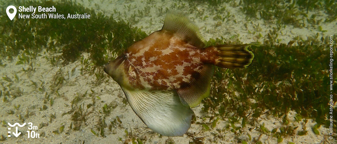 Monacanthe éventail à Shelly Beach