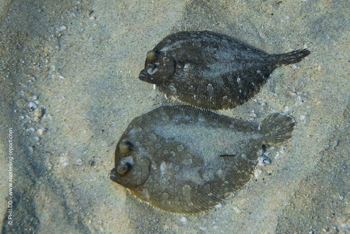 Pair of wide-eyed flounders in Mykonos