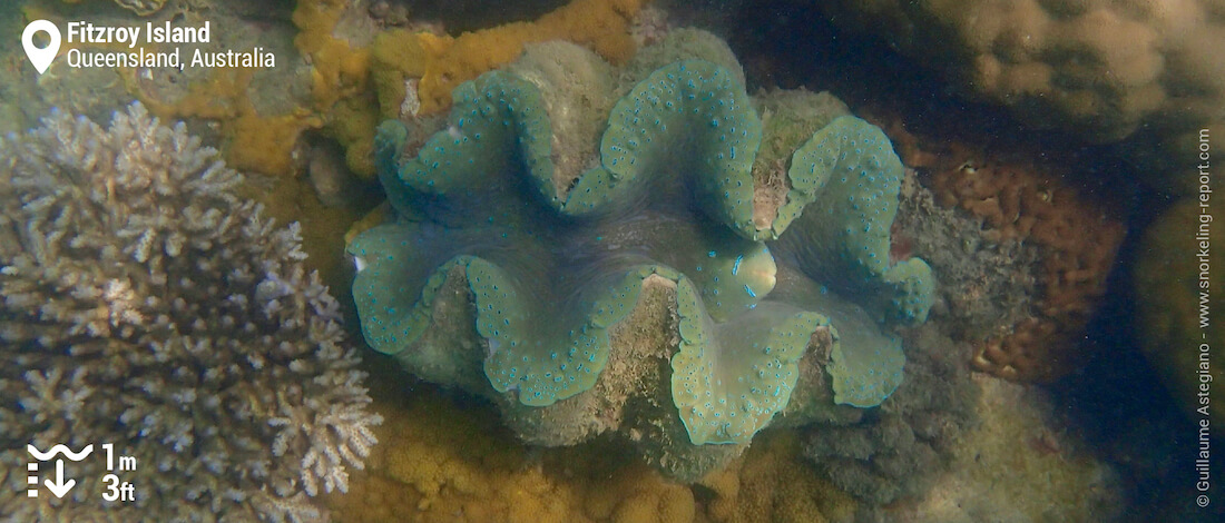 Giant clam at Fitzroy Island