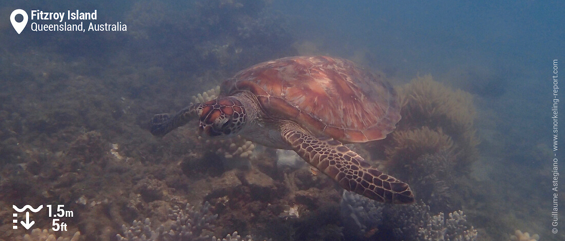 Green sea turtle at Fitzroy Island