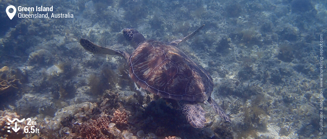 Snorkeling with sea turtles in Green Island