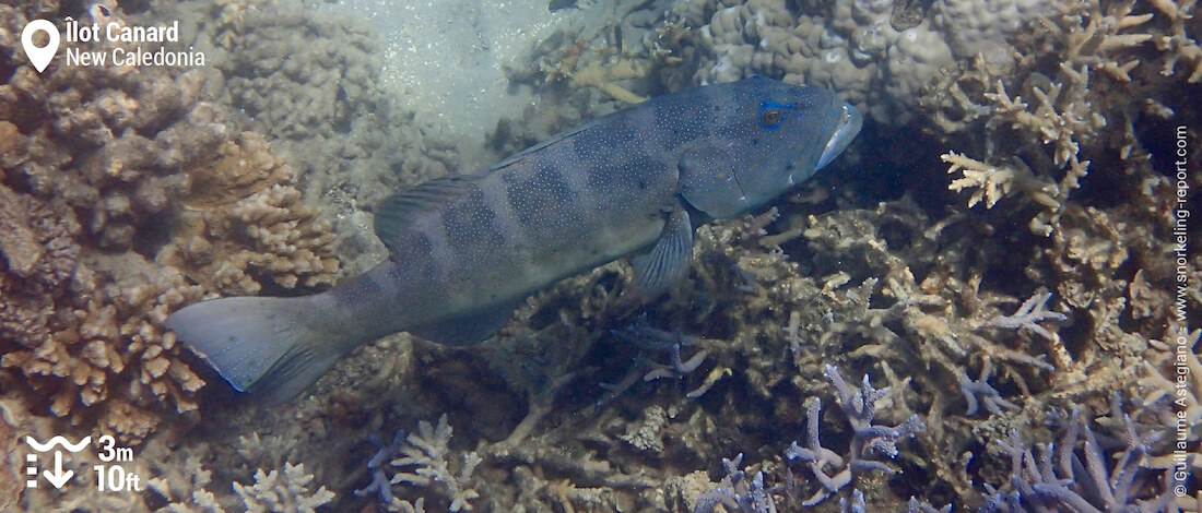 Grouper at Duck Island