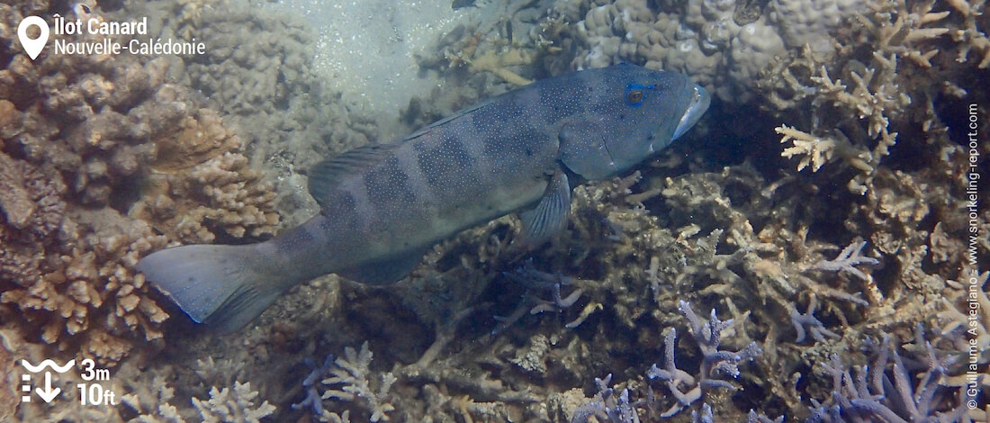 Loche à l'Îlot Canard