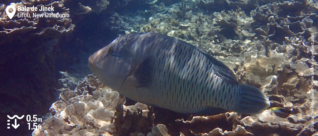 Maori wrasse at Jinek Bay