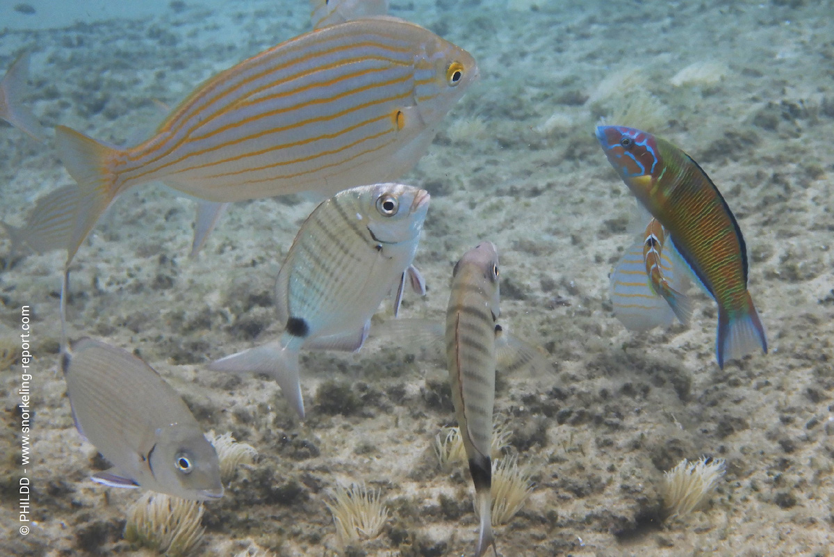 Mediterranean fish in Andros, Greece