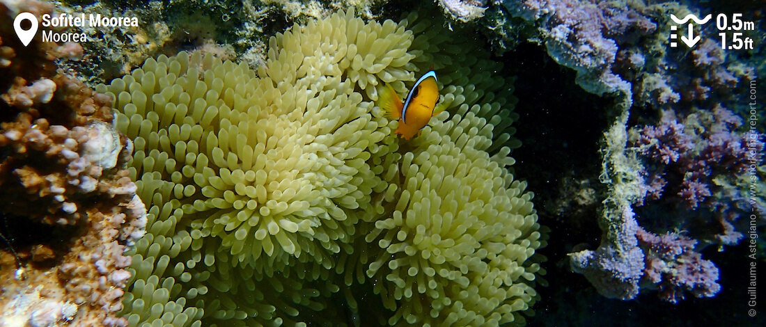 Orangefin anemonefish in sea anemone at Sofitel Moorea