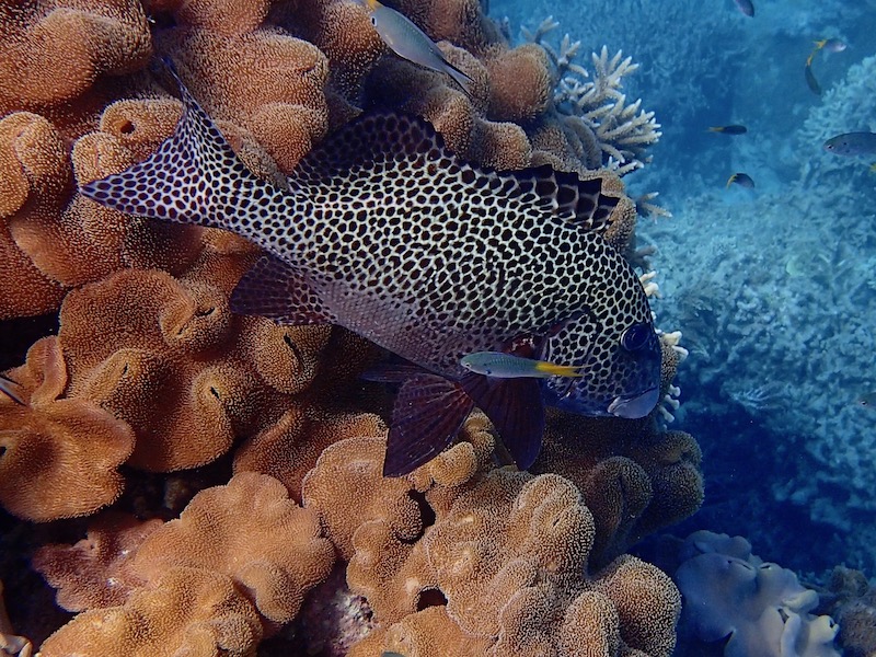 Plectorhinchus chaetodonoides