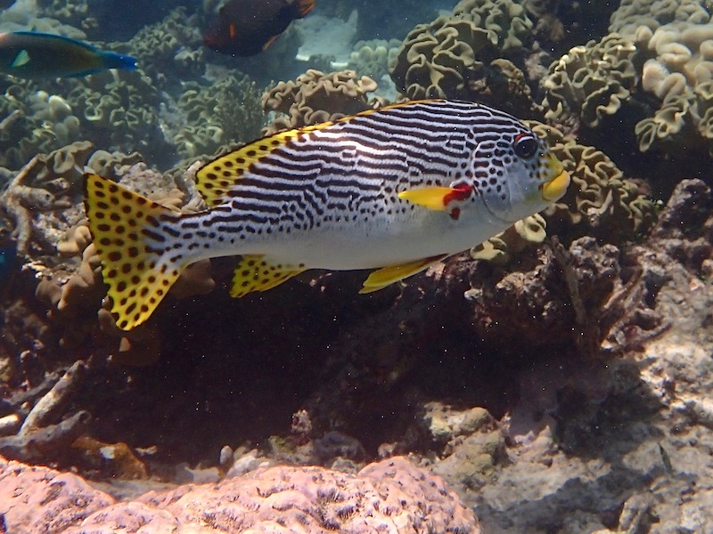 plectorhinchus-lineatus