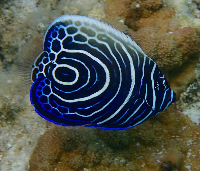 La Piscine Naturelle