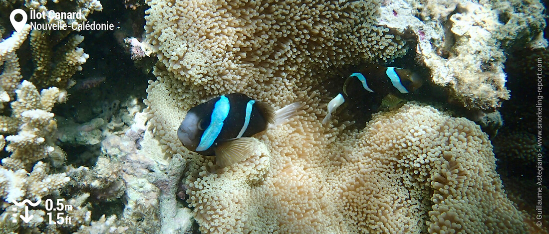 Poissons-clowns de la Grande Barrière à l'île aux Canards