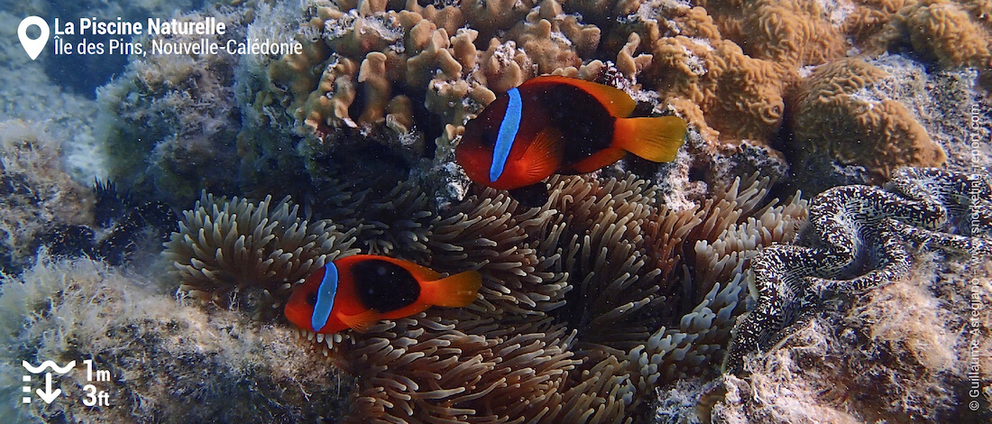 Poissons-clowns dans la piscine naturelle de la Baie d'Oro