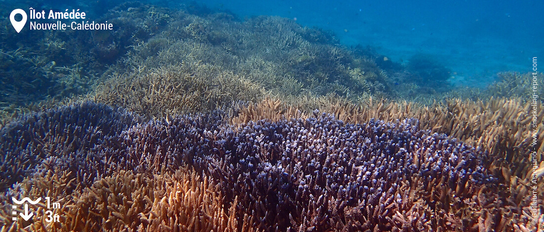 Récif corallien au Phare Amédée