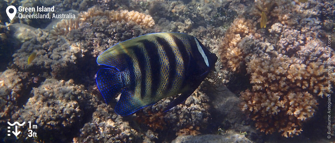 Sixbar angelfish in Green Island