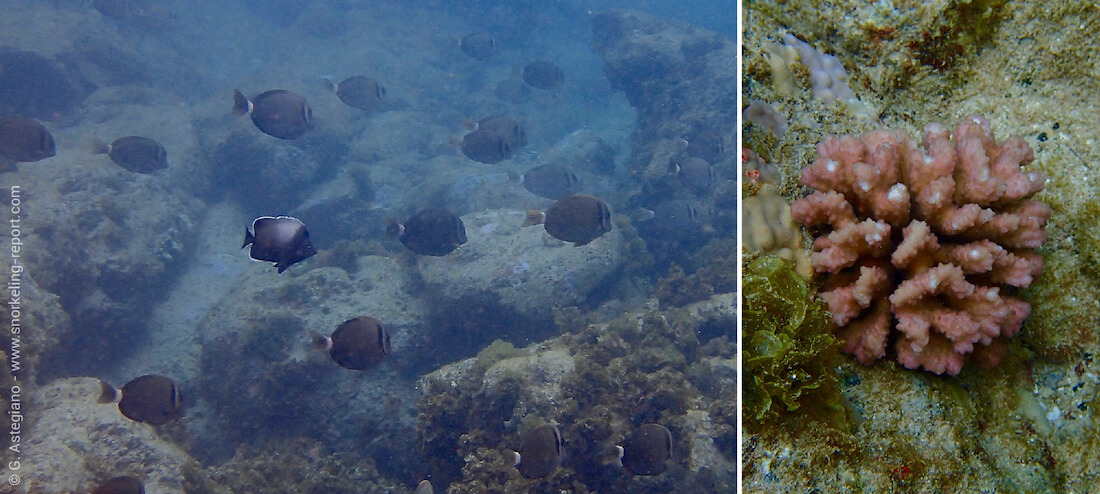 Fish and coral when snorkeling Easter Island