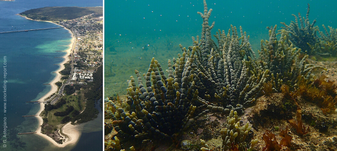 Snorkeling in Kurnell