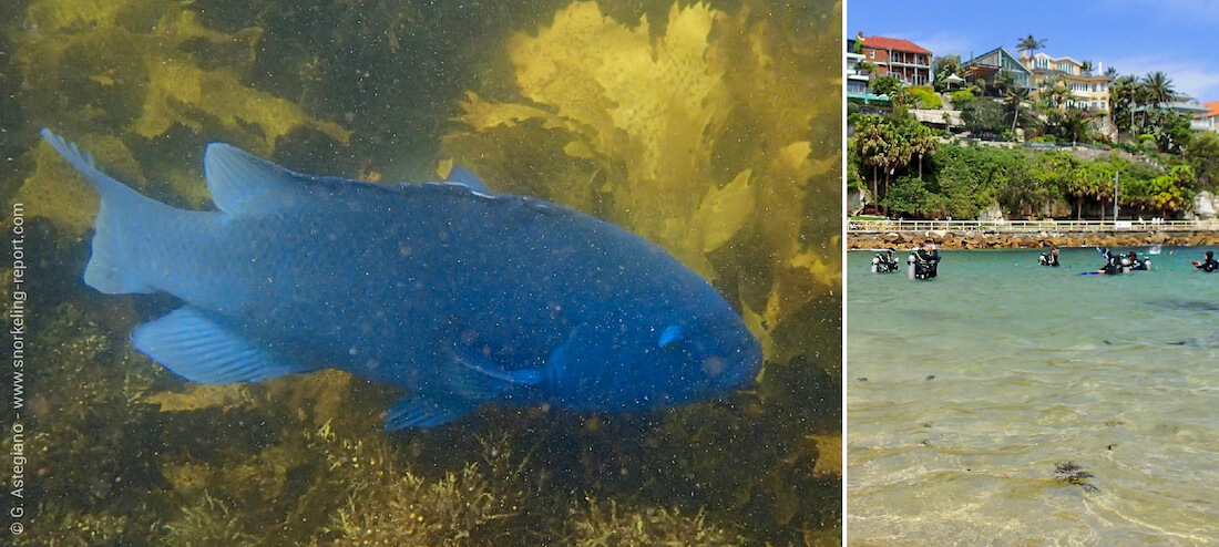 Blue groper at Shelly Beach - Snorkeling in Sydney