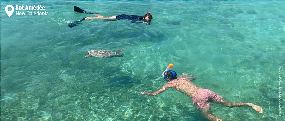 Snorkelers and sea turtle at Amedee Islet, New Caledonia