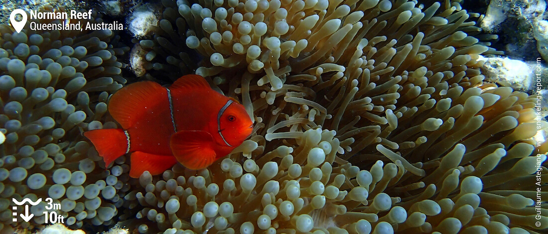 Spinecheek anemonefish at Norman Reef