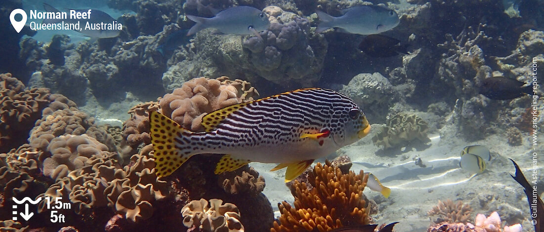 Yellowbanded sweetlips at Norman Reef