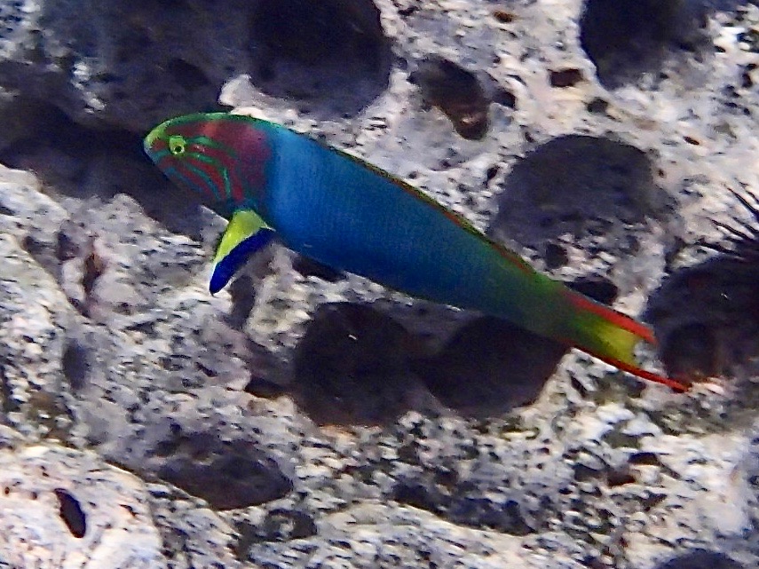 Thalassoma lutescens