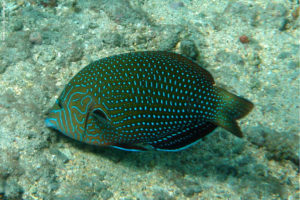 Anampses caeruleopunctatus