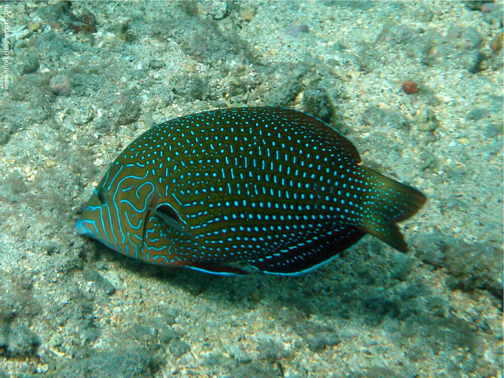 Anampses caeruleopunctatus