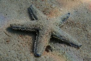 Astropecten irregularis