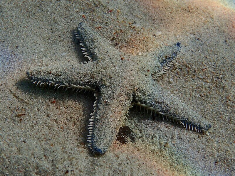 Astropecten irregularis