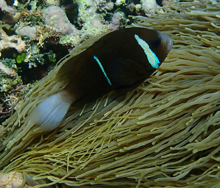 Kanumera Bay