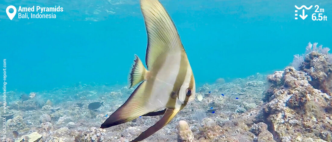 Batfish at Amed Pyramids