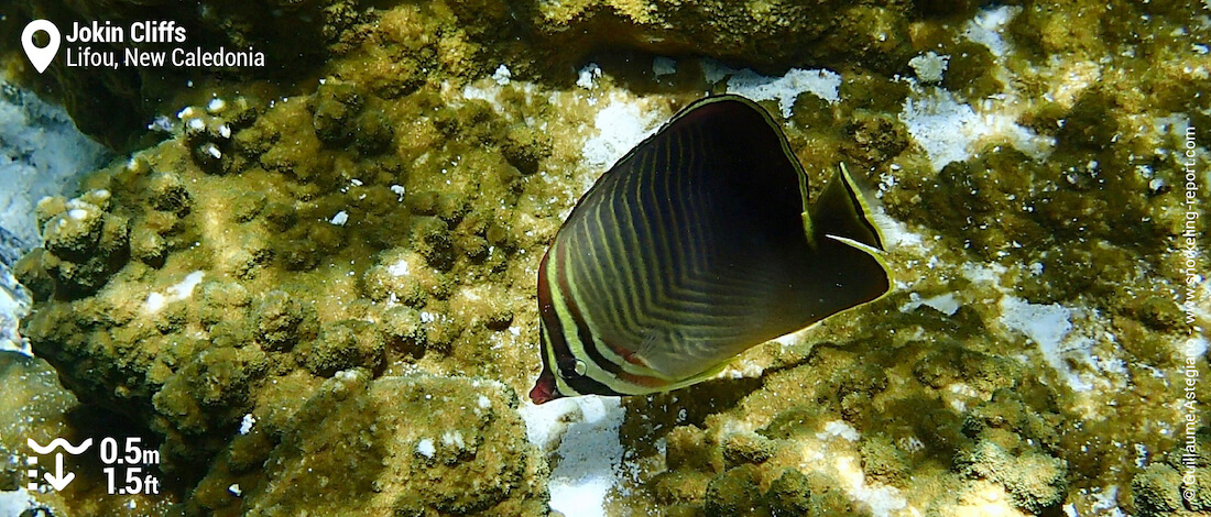 Eastern triangle butterflyfish at Jokin Cliffs