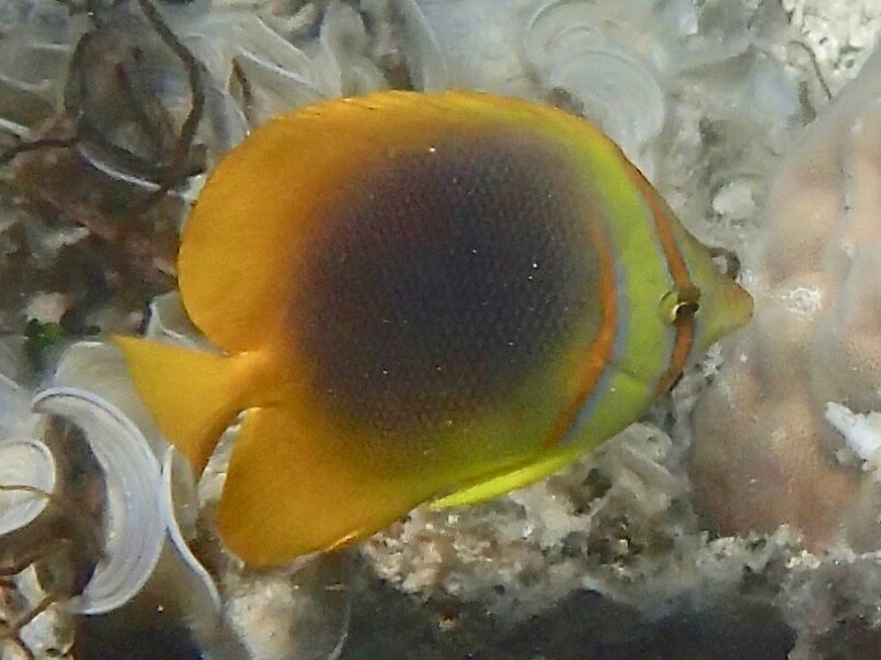 Chaetodon aureofasciatus