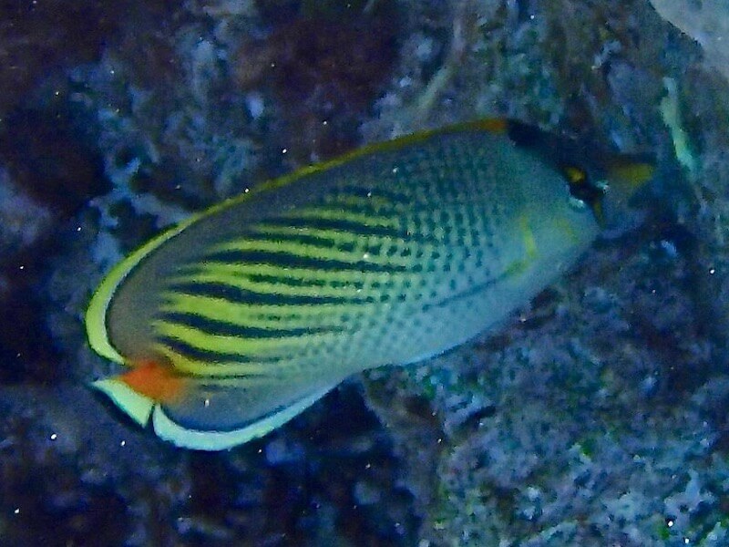 Chaetodon pelewensis