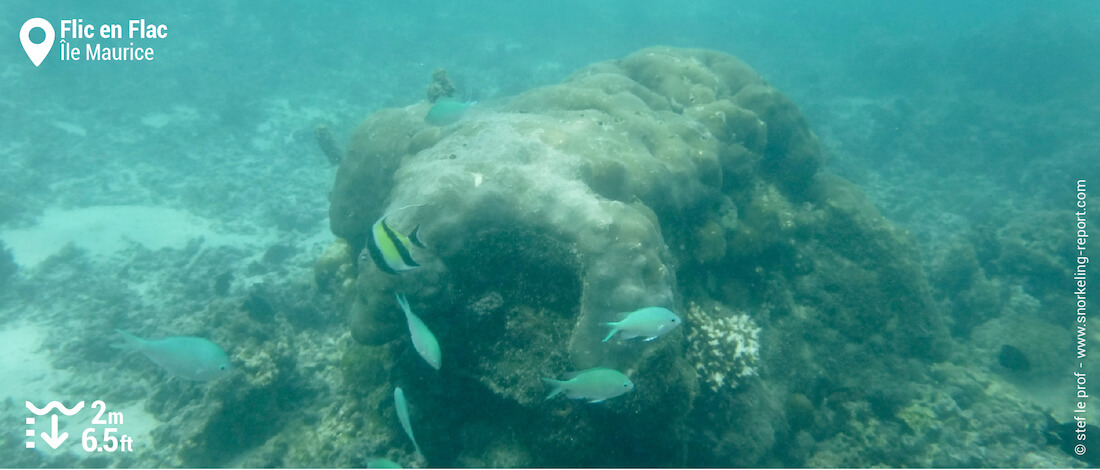 Chromis et idoles des Maures à Flic en Flac