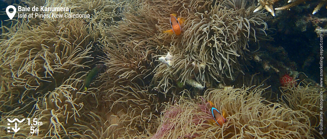 Fire clownfish in a sea anemone at Kanumera Bay