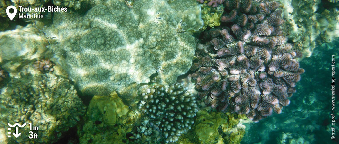 Coral at Trou aux Biches
