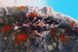 Dendrochirus brachypterus