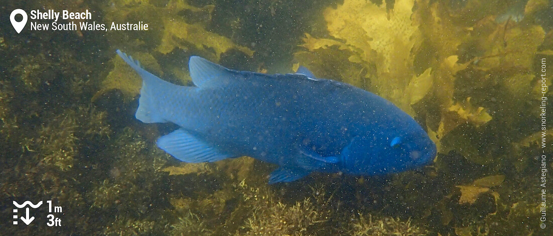 Blue groper à Shelly Beach