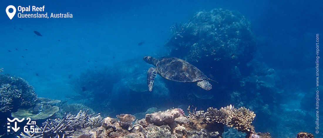 Snorkeling with green sea turtle at Opal Reef