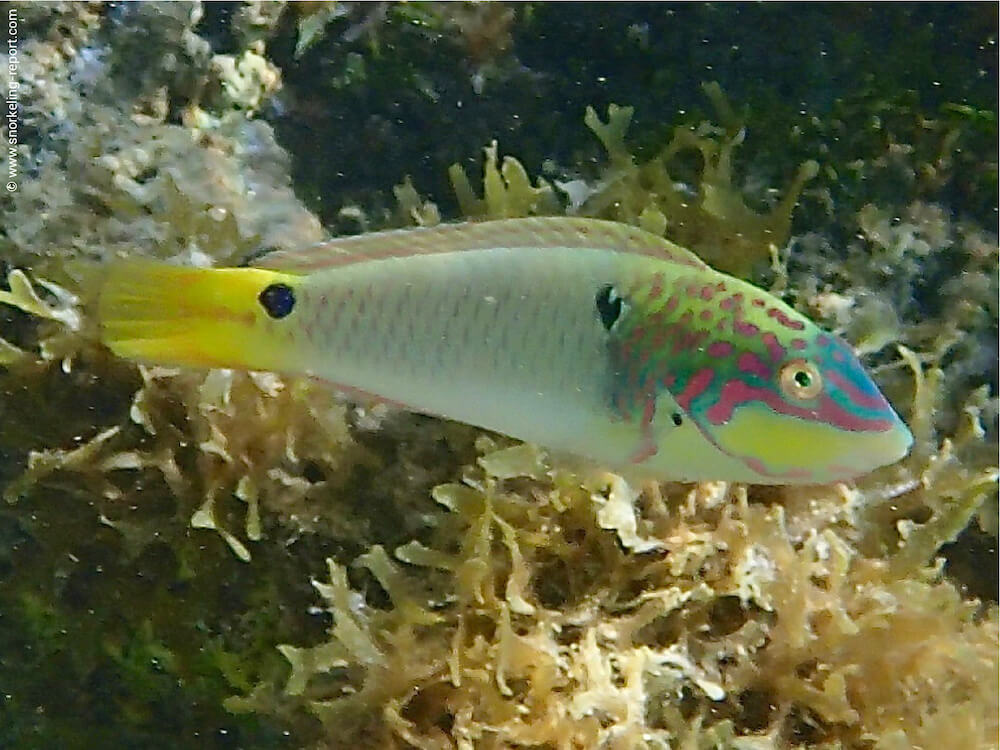 Halichoeres trimaculatus