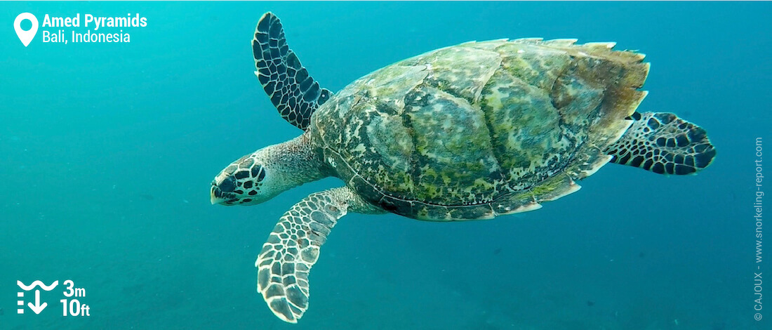 Snorkeling with hawksbill sea turtle at Amed Pyramids