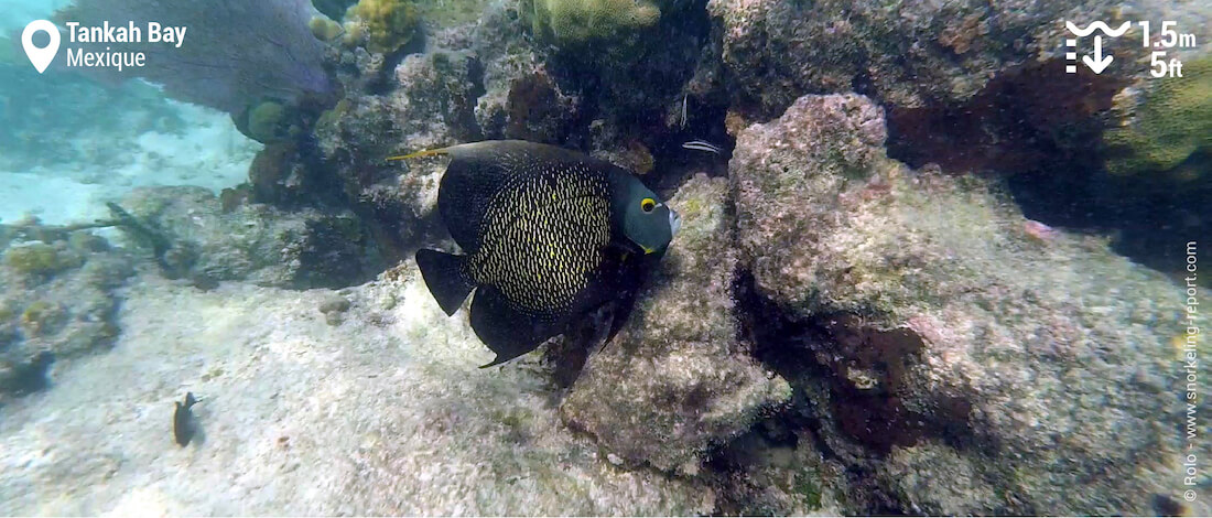 Poisson-ange français à Tankah Bay